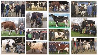 L'élection des meilleures vaches laitières Évolution vise à mettre en avant des animaux inconnus des concours et publications. Néanmoins, ce sont des animaux rentables qui font la réussite et la fierté de leurs éleveurs. (©Evolution XY) L'élection des meilleures vaches laitières Évolution vise à mettre en avant des animaux inconnus des concours et publications. Néanmoins, ce sont des animaux rentables qui font la réussite et la fierté de leurs éleveurs. (©Evolution XY)