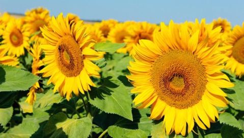 Terres Inovia vient de publier son guide de culture tournesol avec des conseils renouvelés. (©Terre-net Média) Terres Inovia vient de publier son guide de culture tournesol avec des conseils renouvelés. (©Terre-net Média)
