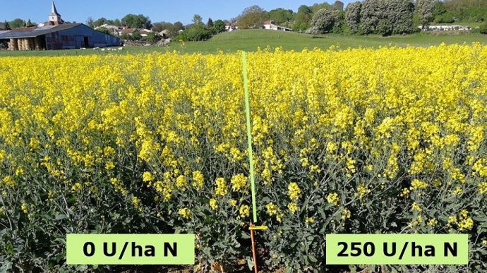 Sur ce site, la différence de fertilisation est difficilement visible à la floraison. (©Laurent Jung/Twitter)