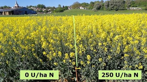 Sur ce site, la différence de fertilisation est difficilement visible à la floraison. (©Laurent Jung/Twitter)