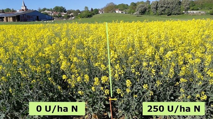 Différence de fertilisation colza