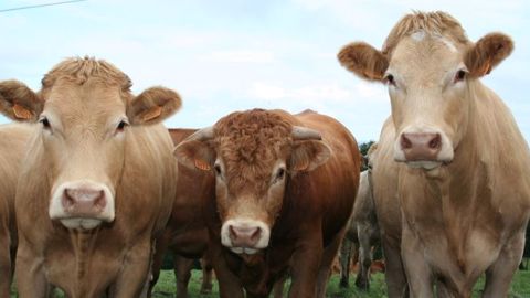 L'interprofession bovine a trouvé un accord jeudi 31 janvier 2019 sur une méthode de calcul d’un indicateur de prix de revient de la viande. (©Terre-net Média) L'interprofession bovine a trouvé un accord jeudi 31 janvier 2019 sur une méthode de calcul d’un indicateur de prix de revient de la viande. (©Terre-net Média)