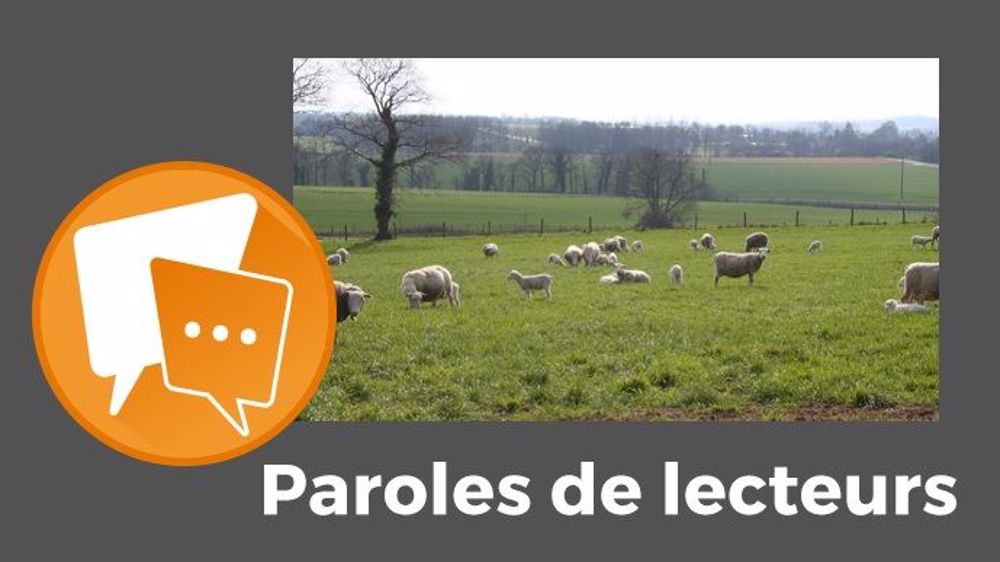 Des moutons dans des régions céréalières, un « retour à des pratiques ancestrales... », selon Patrick Veyret. (©Terre-net Média)