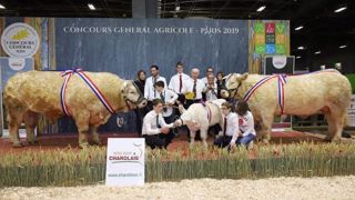 Jikojulo et Impoli en haut du podium du concours charolais du salon de l'agriculture.(©Herd Book charolais) Jikojulo et Impoli en haut du podium du concours charolais du salon de l'agriculture.(©Herd Book charolais)