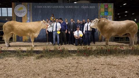 Les champions de la race blonde d'Aquitaine. (©Olivier Barrière/Sia) Les champions de la race blonde d'Aquitaine. (©Olivier Barrière/Sia)