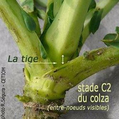 Stade C2 du colza