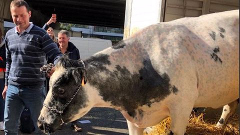 La vache « Imminence » accueillie comme une éminence au Sia