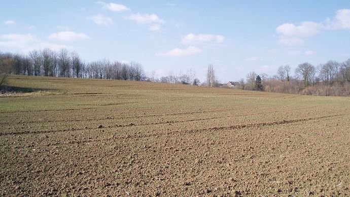 Champ de blé