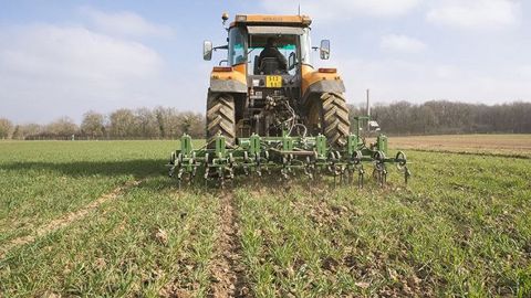 Le binage du blé (©Arvalis-Institut du végétal)