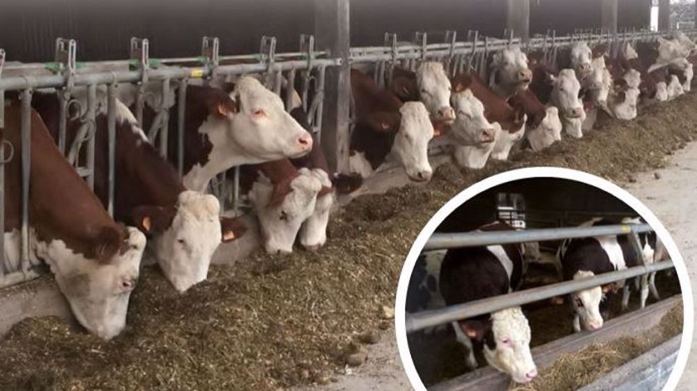 L'Earl du Lys, ferme laitière en Montbéliarde en Mayenne, ouvrira se portes le 19 mars 2019 de 10h à 16h. (©Montbéliarde Association)