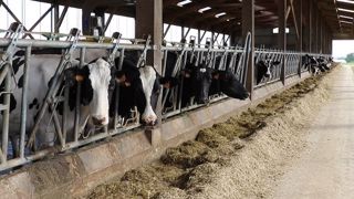 Passer en filière non OGM fait augmenter le coût alimentaire. Cependant, revoir sa complémentation azotée permet de réaliser un gain. (©Terre-net Média) Passer en filière non OGM fait augmenter le coût alimentaire. Cependant, revoir sa complémentation azotée permet de réaliser un gain. (©Terre-net Média)