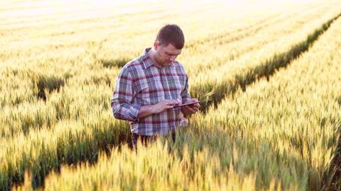 L'application mobile de surveillance collaborative des cultures Companion évolue en 2019 avec deux fonctionnalités supplémentaires. (©BASF)
