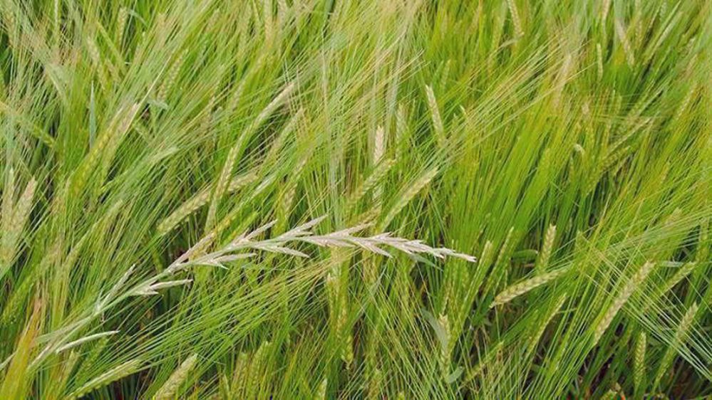 Les systèmes de cultures dans lesquels on rencontre l'orge de printemps et le faible nombre de solutions herbicides possibles rendent la gestion de certaines adventices problématique. (©Arvalis-Institut du végétal)