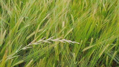 Les systèmes de cultures dans lesquels on rencontre l'orge de printemps et le faible nombre de solutions herbicides possibles rendent la gestion de certaines adventices problématique. (©Arvalis-Institut du végétal)