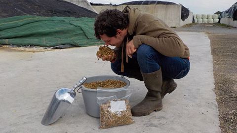 Vérifier l'état de conservation du maïs ensilage c'est : mesurer la température, sentir le fourrage, vérifier la présence de moisissures et éventuellement faire une analyse en labo. (©Arvalis-Institut du végétal) Vérifier l'état de conservation du maïs ensilage c'est : mesurer la température, sentir le fourrage, vérifier la présence de moisissures et éventuellement faire une analyse en labo. (©Arvalis-Institut du végétal)
