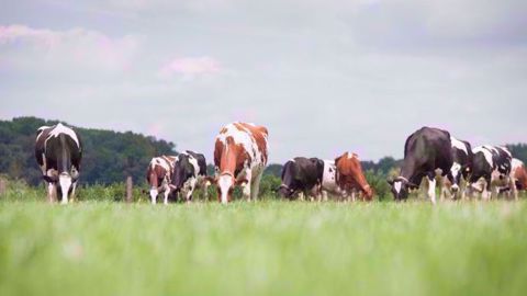 OmniGen-AF® est recommandé en apport quotidien dans l’alimentation des vaches taries et en lactation pour soutenir la fonction immunitaire pendant les périodes de stress, ce qui contribue à réduire les problèmes de santé, les comptages cellulaires, les traitements antibiotiques et à augmenter la production de lait. OmniGen-AF® est recommandé en apport quotidien dans l’alimentation des vaches taries et en lactation pour soutenir la fonction immunitaire pendant les périodes de stress, ce qui contribue à réduire les problèmes de santé, les comptages cellulaires, les traitements antibiotiques et à augmenter la production de lait.
