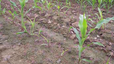 Suite à l'interdiction des néonicotinoïdes, le choix de protection des semis de maïs contre les ravageurs du sol est limité. (©Arvalis-Institut du végétal)
