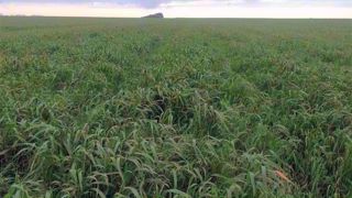 Récolter l'herbe au bon stade conditionne la valeur alimentaire du fourrage. En effet, la valeur en UFL d'un RGA peut chuter de 30 % entre le stade feuillu et la floraison. (©Terre-net média) Récolter l'herbe au bon stade conditionne la valeur alimentaire du fourrage. En effet, la valeur en UFL d'un RGA peut chuter de 30 % entre le stade feuillu et la floraison. (©Terre-net média)