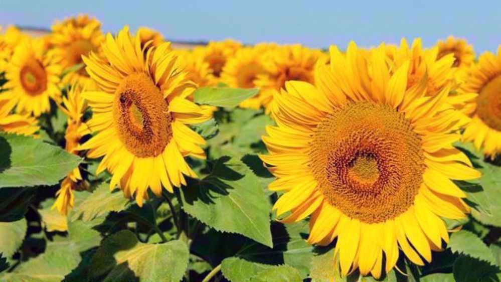  Semer le tournesol dès que les conditions s'y prêtent. (©Terre-net Média)