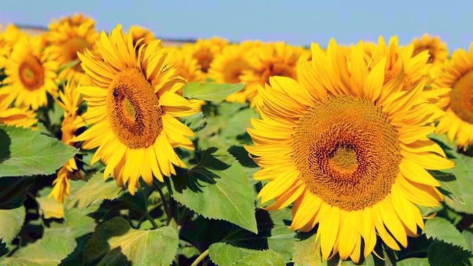 Tournesol