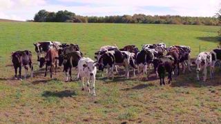 L'idéal est de sortir les génisses dès leur plus jeune âge pour favoriser le développement de leur immunité vis-à-vis des strongles. On peut également mixer les générations : des vaches immunisées auront un effet assainissant sur les jeunes animaux. (©Terre-net média) L'idéal est de sortir les génisses dès leur plus jeune âge pour favoriser le développement de leur immunité vis-à-vis des strongles. On peut également mixer les générations : des vaches immunisées auront un effet assainissant sur les jeunes animaux. (©Terre-net média)