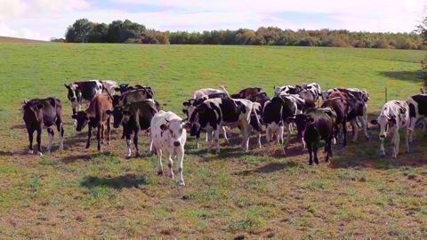 L'idéal est de sortir les génisses dès leur plus jeune âge pour favoriser le développement de leur immunité vis-à-vis des strongles. On peut également mixer les générations : des vaches immunisées auront un effet assainissant sur les jeunes animaux. (©Terre-net média) L'idéal est de sortir les génisses dès leur plus jeune âge pour favoriser le développement de leur immunité vis-à-vis des strongles. On peut également mixer les générations : des vaches immunisées auront un effet assainissant sur les jeunes animaux. (©Terre-net média)