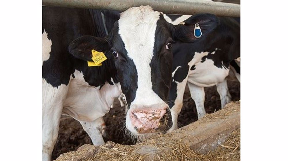 Sous la forme d'une boucle ou d'un collier, le capteur fournit des données de reproduction, santé et nutrition. (©Allflex)