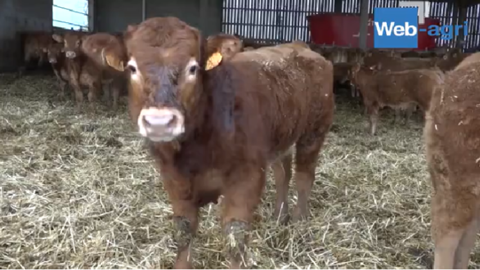 Génotyper des bovins allaitants pour accélérer le progrès génétique