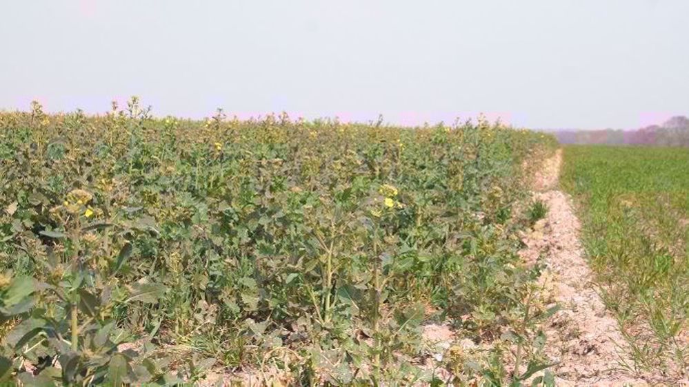 En colza, la protection fongicide concerne principalement le sclérotinia à la floraison. (©Terre-net Média)