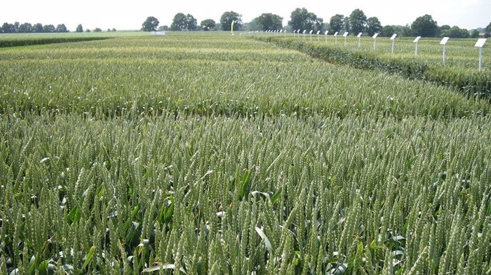 La liste des blés meuniers de l'ANMF compte désormais 161 variétés.  (©Terre-net Média)
