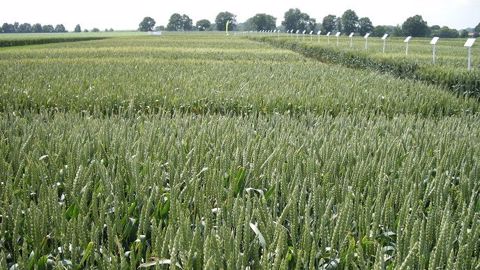 La liste des blés meuniers de l'ANMF compte désormais 161 variétés.  (©Terre-net Média)