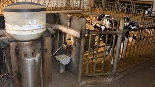 L'alimentation des veaux laitiers au Dal n'est pas une technique très répandue. Seuls 10,2 % des répondants au sondage l'utilisent. Deux tiers des éleveurs privilégient la distribution aux seaux. (©Terre-net Média) L'alimentation des veaux laitiers au Dal n'est pas une technique très répandue. Seuls 10,2 % des répondants au sondage l'utilisent. Deux tiers des éleveurs privilégient la distribution aux seaux. (©Terre-net Média)