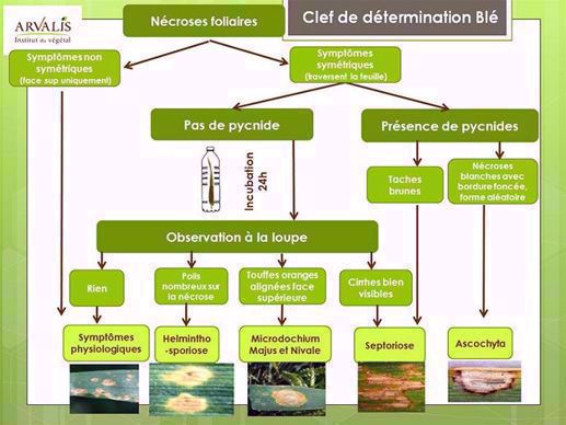 Arbre de décision blé
