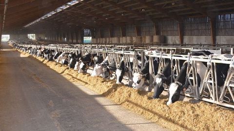 Emmanuel Lepage : « C’est bien beau de caler une ration ultra précise mais si elle est mal distribuée, elle sera moins efficace qu’une ration simple bien distribuée. » (©Terre-net Média) Emmanuel Lepage : « C’est bien beau de caler une ration ultra précise mais si elle est mal distribuée, elle sera moins efficace qu’une ration simple bien distribuée. » (©Terre-net Média)