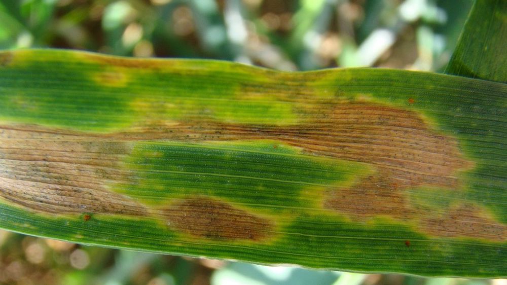 La septoriose se propage du bas vers le haut de la plante en fonction de la fréquence et de l’intensité des pluies, un temps sec ralentit sa progression. (©Terre-net Média)