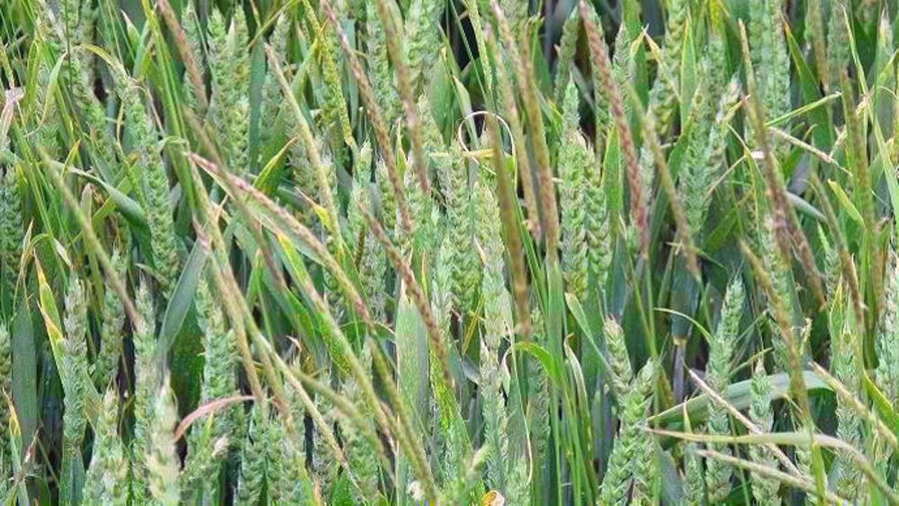 Datagri propose aux lecteurs de Terre-net de participer à son enquête sur leurs pratiques de désherbage en céréales à paille et les éventuels échecs associés. (©Terre-net Média)