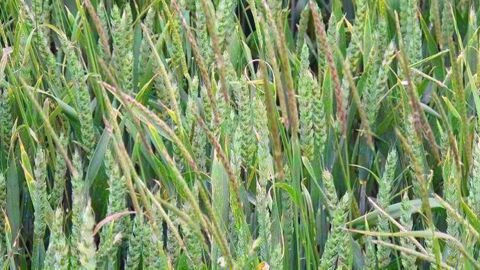 Datagri propose aux lecteurs de Terre-net de participer à son enquête sur leurs pratiques de désherbage en céréales à paille et les éventuels échecs associés. (©Terre-net Média)