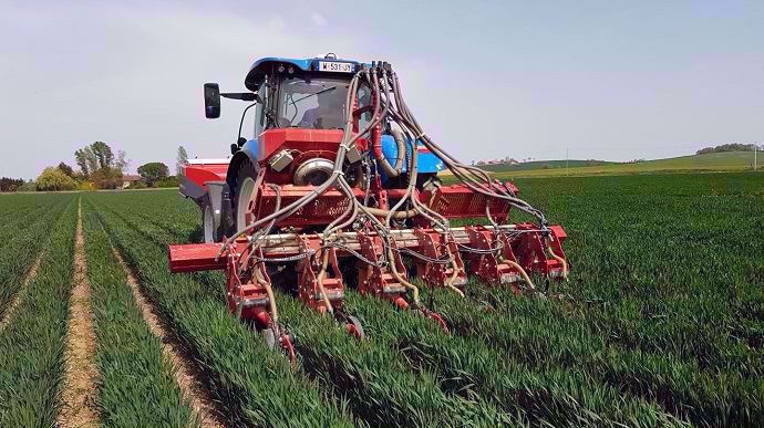 Semis de soja dans le blé