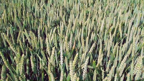 La France est le premier exportateur mondial de semences agricoles, avec 1,6 milliard d'euros annuels de produits exportés, selon le Gnis. (©Terre-net Média)