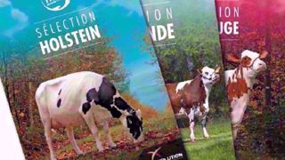 L'indexation d'avril pour les races holstein, pie rouge et normande révèlent les nouveautés génétiques de la coopérative. (©Évolution XY) L'indexation d'avril pour les races holstein, pie rouge et normande révèlent les nouveautés génétiques de la coopérative. (©Évolution XY)