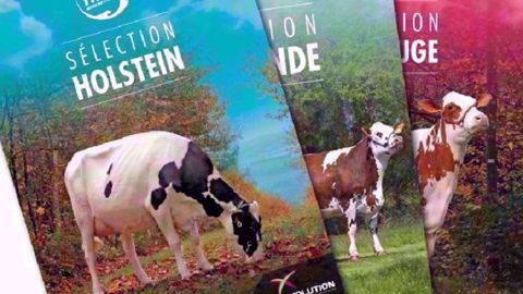 L'indexation d'avril pour les races holstein, pie rouge et normande révèlent les nouveautés génétiques de la coopérative. (©Évolution XY) L'indexation d'avril pour les races holstein, pie rouge et normande révèlent les nouveautés génétiques de la coopérative. (©Évolution XY)
