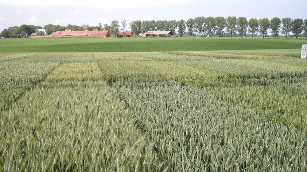 Arvalis-Institut du végétal propose son outil interactif « Choix des variétés - blé tendre ». (©Terre-net Média)