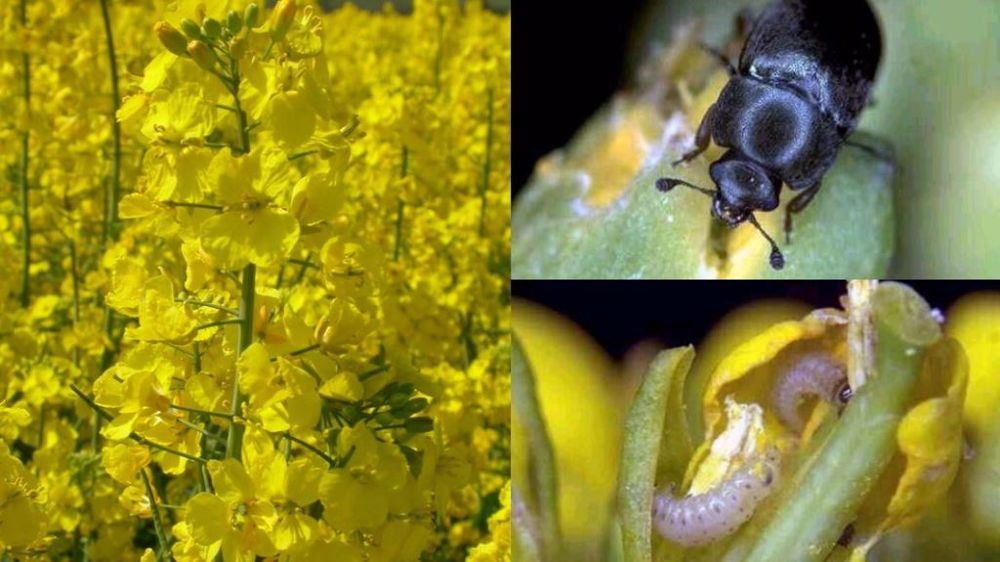 On a observé cette année des infestations exceptionnelles de méligèthes, tant en nombre d’individus qu’en temps de présence sur les cultures. (©Corteva)