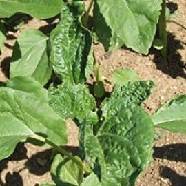 Plantes frisottées