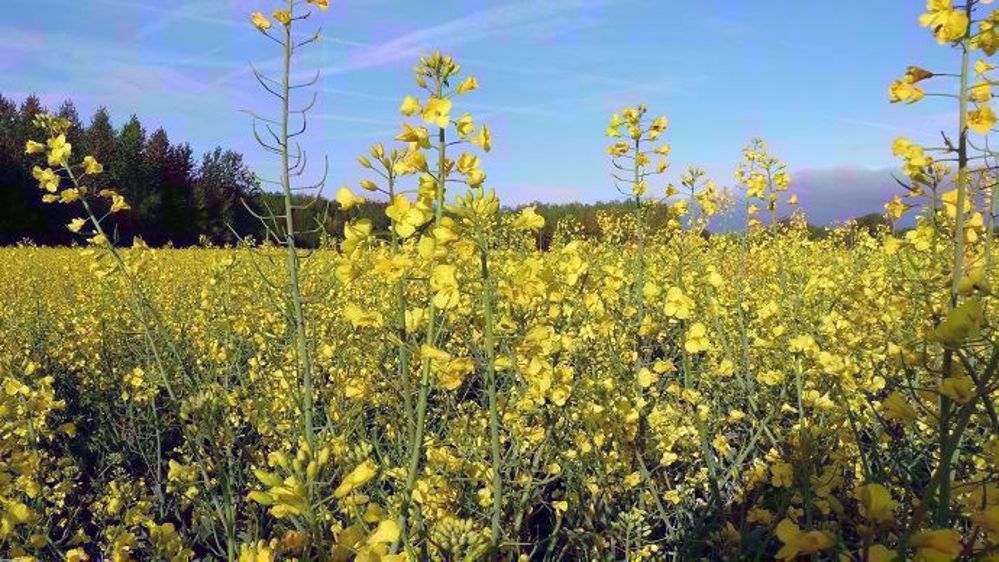 Terres Inovia fait le point sur les bonnes pratiques d'implantation du colza. Une étape qui s'anticipe dès le mois de juin dans les contextes difficiles. (©Terre-net Média)