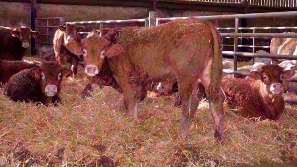 C'est au centre de tri des animaux que les facteurs de risque des maladies respiratoires sont les plus importants. (©Terre-net Média)