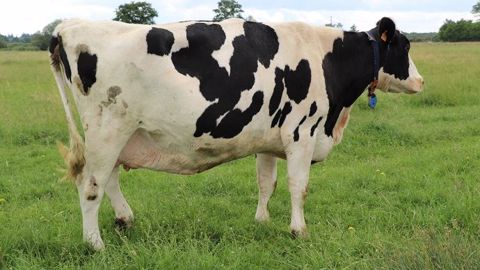 Difficile de croire que cette vache a 17 ans ! Et pourtant, il s'agit bien de Team EHB (Jesther x Aaron) de l'Earl les Fromenteries.