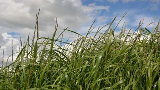 Le prélèvement pour l'analyse d'herbe est à faire au printemps (entre 15 et 25 cm de hauteur). (©Terre-net Média) Le prélèvement pour l'analyse d'herbe est à faire au printemps (entre 15 et 25 cm de hauteur). (©Terre-net Média)