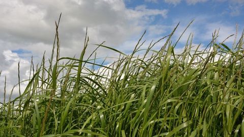 Le prélèvement pour l'analyse d'herbe est à faire au printemps (entre 15 et 25 cm de hauteur). (©Terre-net Média) Le prélèvement pour l'analyse d'herbe est à faire au printemps (entre 15 et 25 cm de hauteur). (©Terre-net Média)