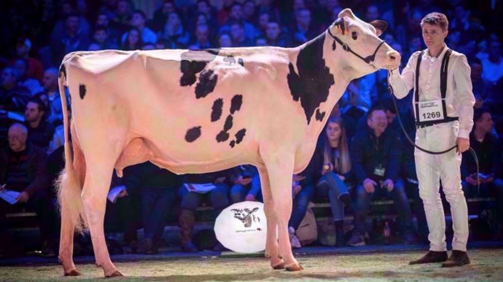 Le bolus extrême permet de garantir un apport égal à chaque animal tout en simplifiant l’organisation. (©Evialis)